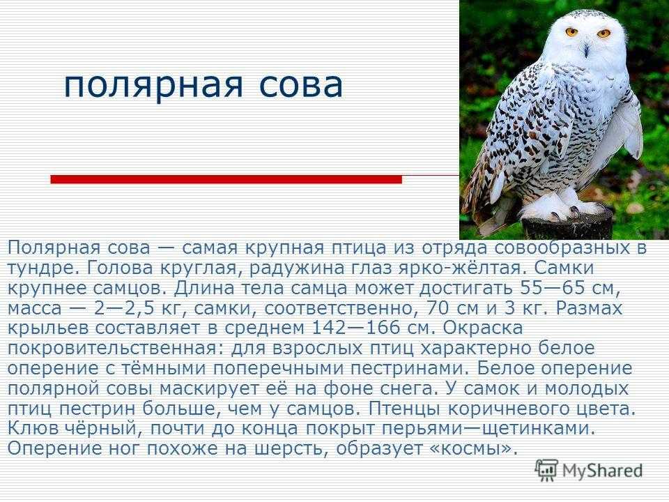 Природная зона где обитают совы. Полярная Сова сообщение 4. Полярная Сова сообщение 4 класс окружающий мир. Полярная Сова доклад. Сообщение о полярной сове.