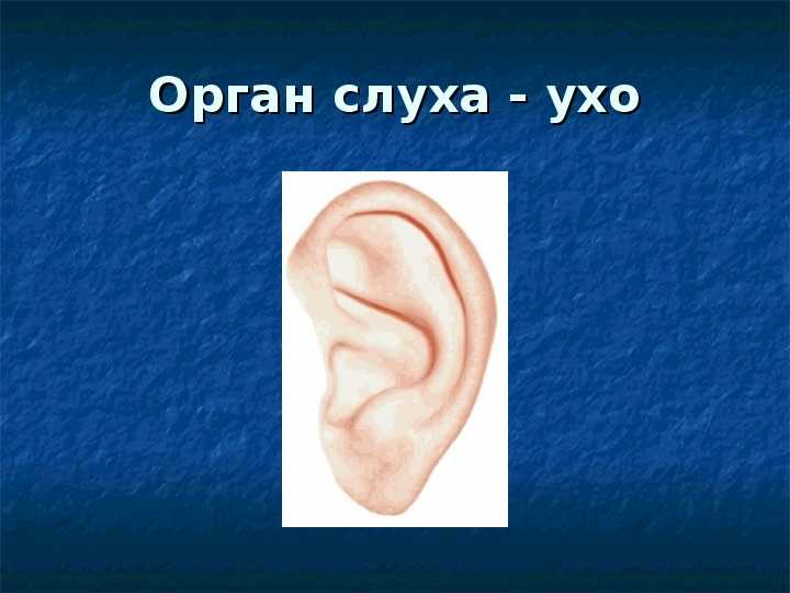 Рассказы про уши. Уши орган слуха 3 класс окружающий мир. Органы чувств человека ухо. Органы чувств человека уши слух. Презентация на тему органы слуха.