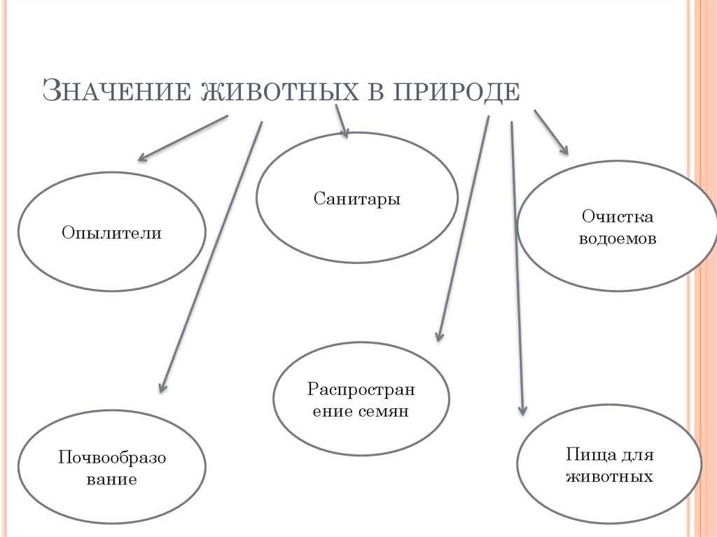 Роль животных в жизни человека презентация