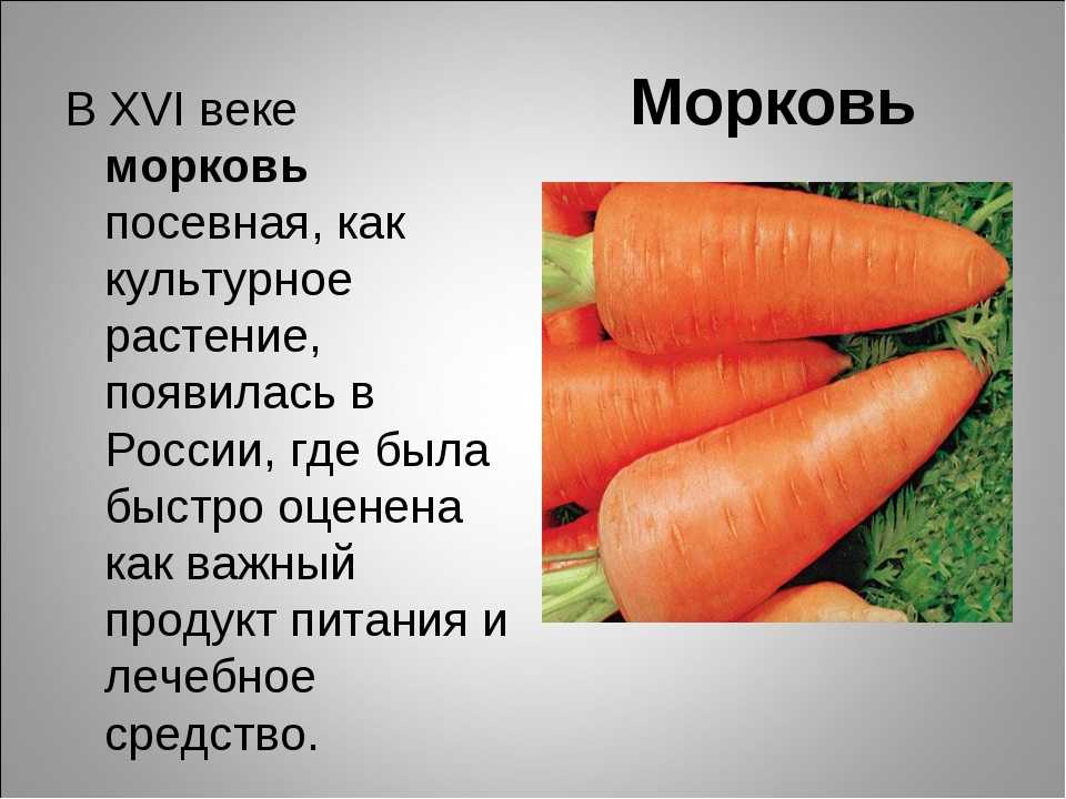 Класс растения морковь. Морковь. Сообщение про морковь. Рассказ про морковь. Культурное растение морковь.