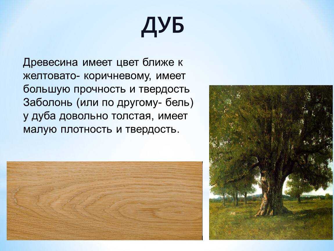 Найдите дерево. Характеристика дуба. Дуб характеристика древесины. Порода древесины дуб. Доклад про дуб.