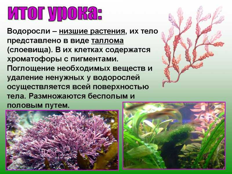 Самые необычные водоросли
