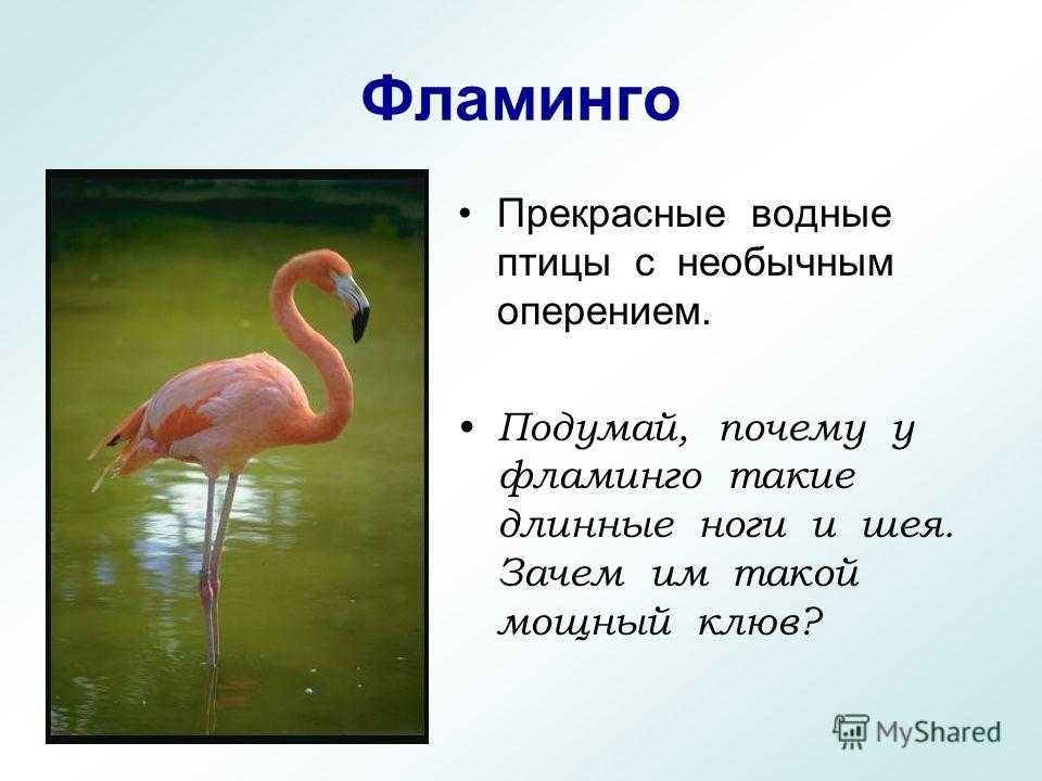 Фламинго сообщение. Фламинго краткое описание. Доклад по Фламинго. Краткое сообщение о Фламинго. Фламинго для детей.