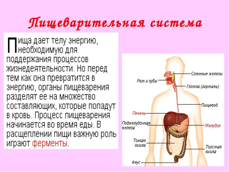 Органы пищеварения 3 класс окружающий мир презентация