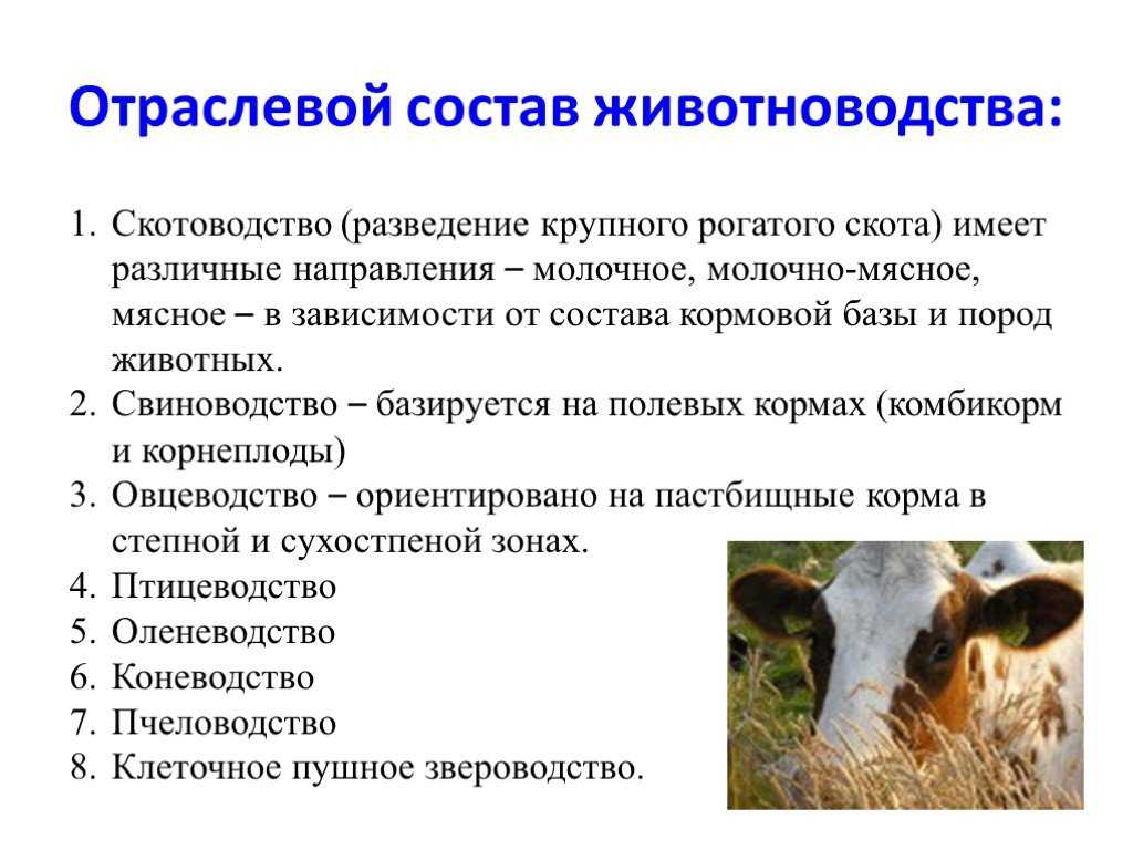 Для центральной россии характерно скотоводство. Отраслевой состав животноводства. Направление отраслей животноводства. Разведение крупного рогатого скота. Ведущие отрасли животноводства.