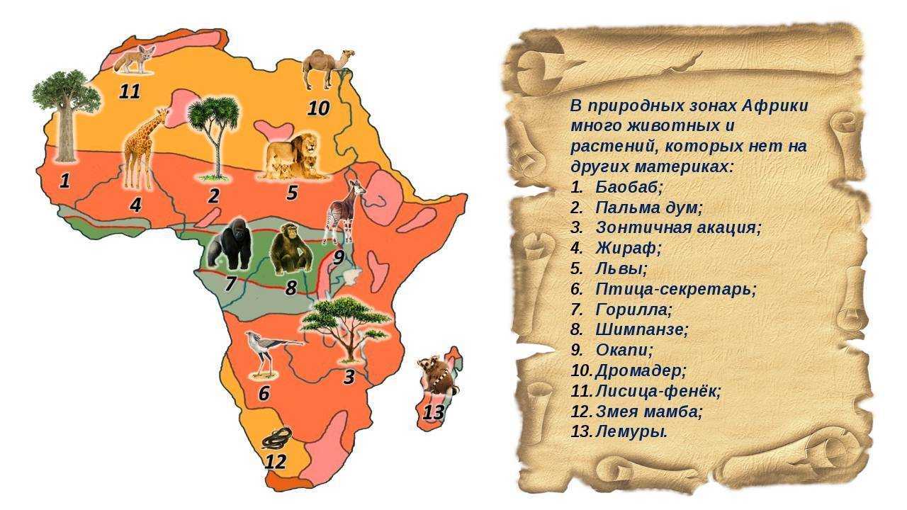Обобщенное повторение по теме африка. Карта растительности Африки. Природные зоны Африки 7 класс география. Природные зоны материка Африка. Материк Африка для детей.
