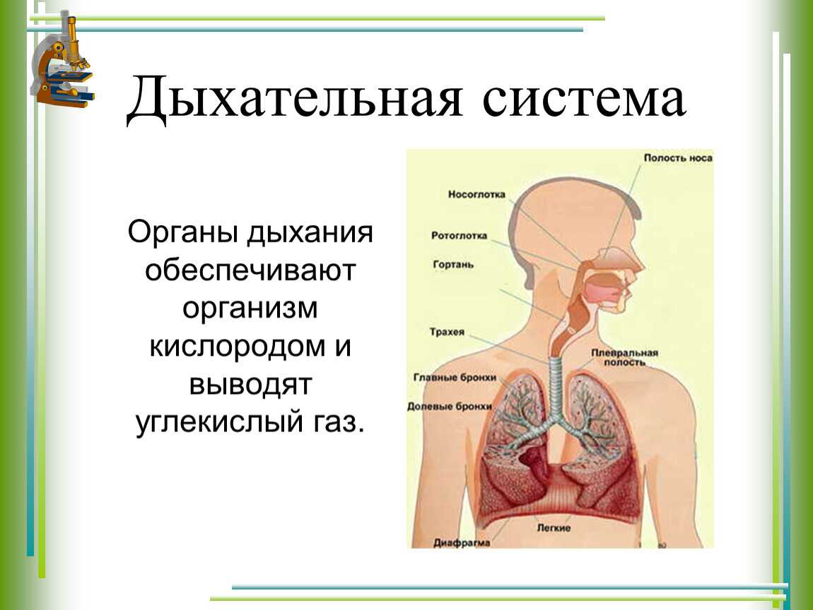 Органы дыхания человека презентация 8 класс биология