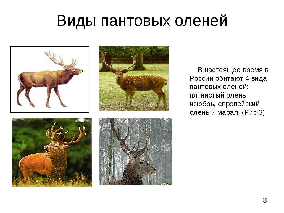 Олень по другому. Олень средней полосы России. Виды оленей названия. Разновидность оленей пятнистых. Подвиды оленей.