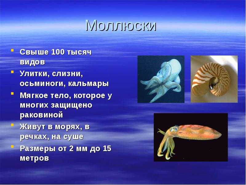 Доклад сообщение презентация