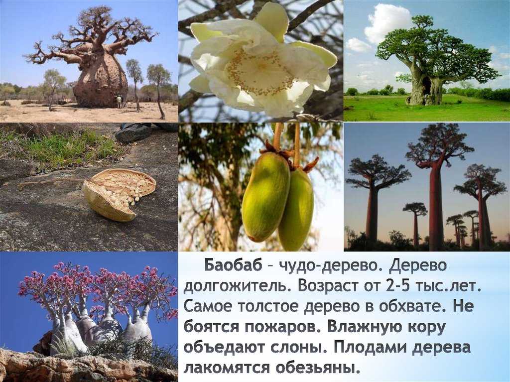 Плоды чудо дерево сканворд 5. Баобаб растение долгожитель. Баобаб Африканский плоды. Растения которые живут в Африке. Интересные растения Африки.