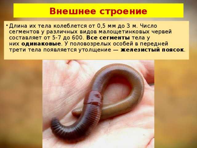 Кольчатые черви перечислить. Внешний вид кольчатых червей биология 7 класс. Тип кольчатые черви класс Малощетинковые черви. Внешнее строение червей кольчатые черви. Тип кольчатые черви Малощетинковые.