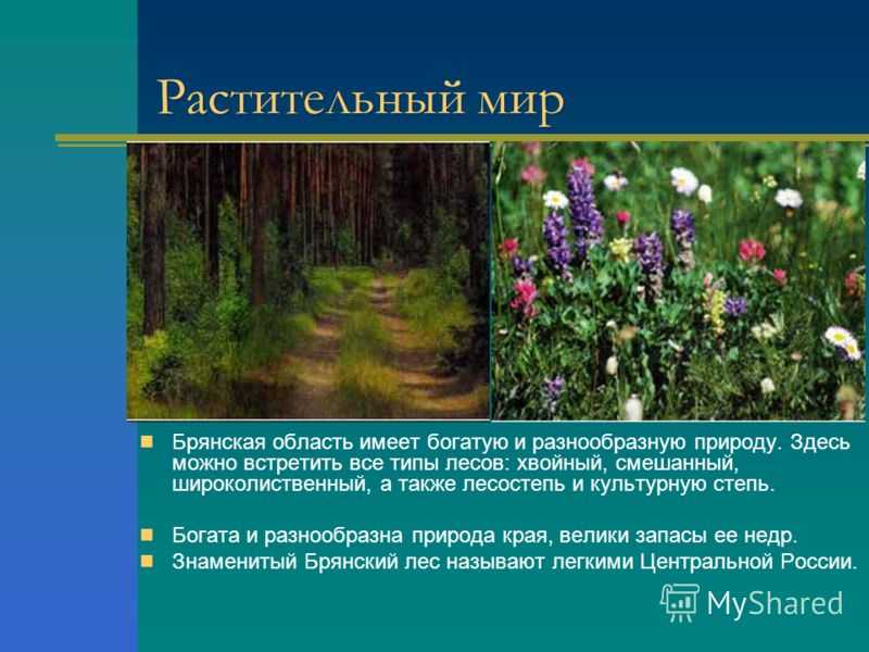 Презентация растительный мир 1 класс