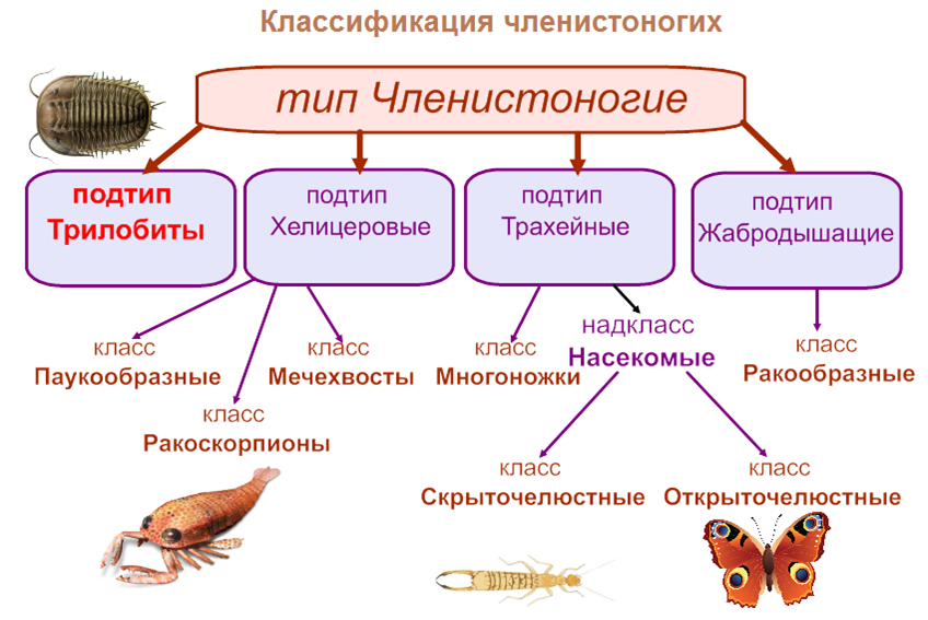 Класс насекомые многообразие. Систематика членистоногих схема. Тип Членистоногие общая характеристика систематика. Систематика типа Членистоногие. Систематика типа Членистоногие Arthropoda.