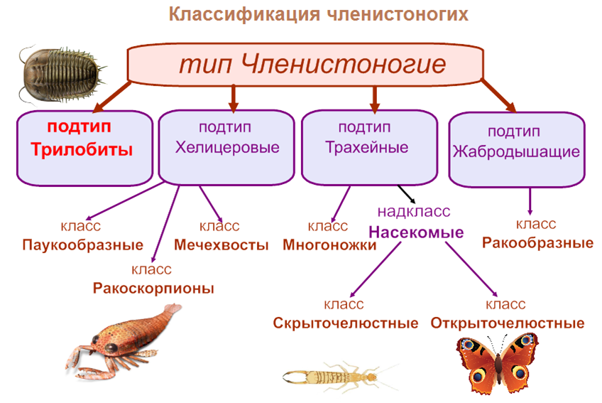 Класс насекомые многообразие