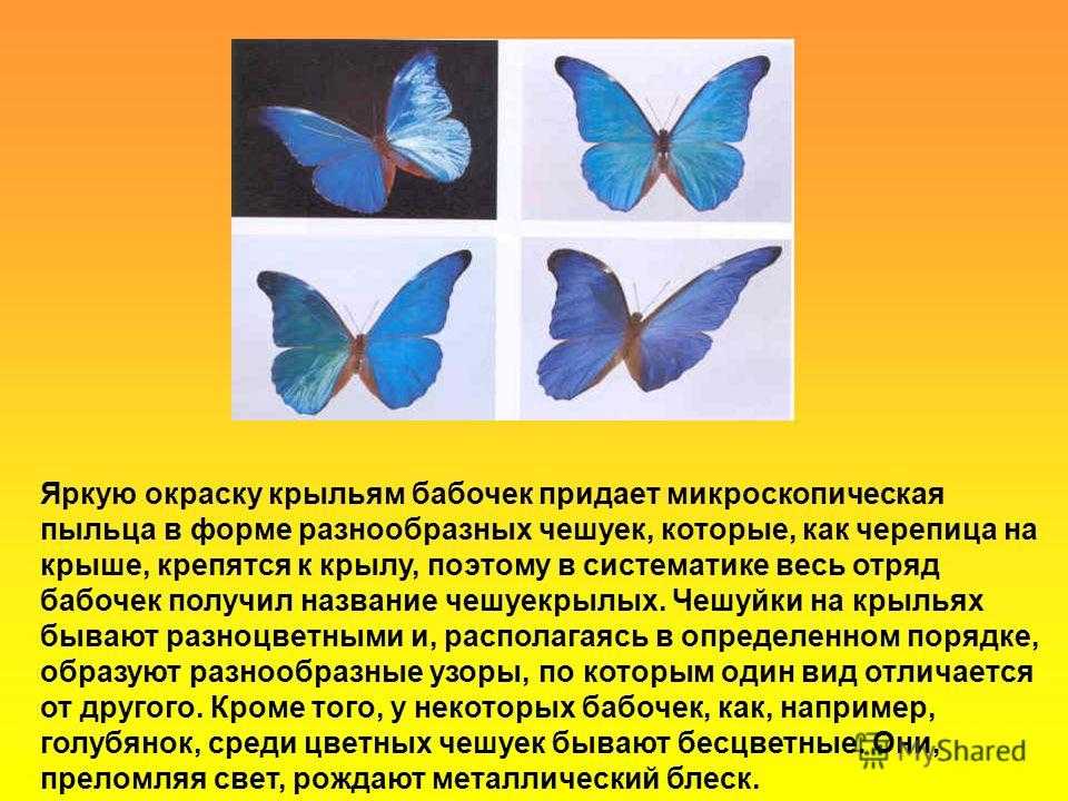 Бабочка какой вопрос. Отряд бабочки. Описание бабочки. Крылья бабочек разных форм. Бабочка краткое описание.