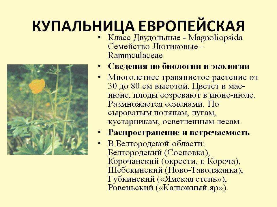 Картинка купальница из красной книги