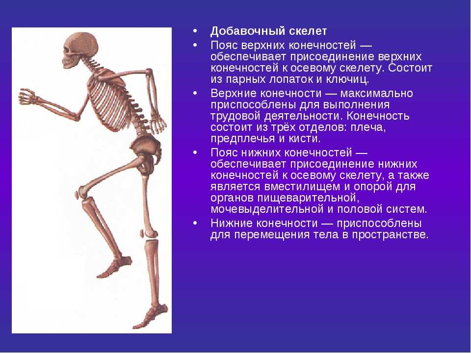 Про скелет человека