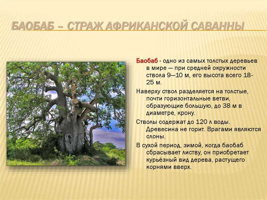 Воспользуйтесь текстом живет на свете баобаб ответы. Информация о дереве баобаб. Баобаб самое толстое дерево. Корни баобаба. Диаметр дерева баобаб.