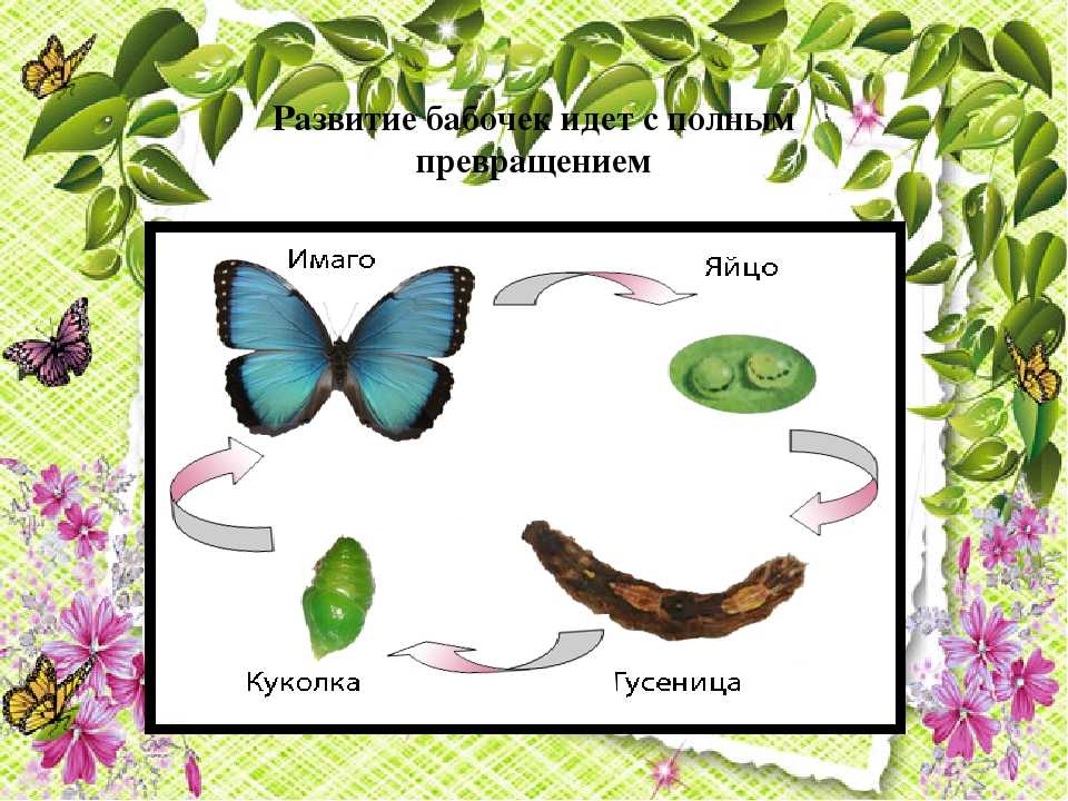 Развитие бабочки схема. Развитие бабочки схема с полным превращением. Стадии превращения бабочки. Стадияпревоащения в бабочку. Превращение из гусеницы в бабочку.