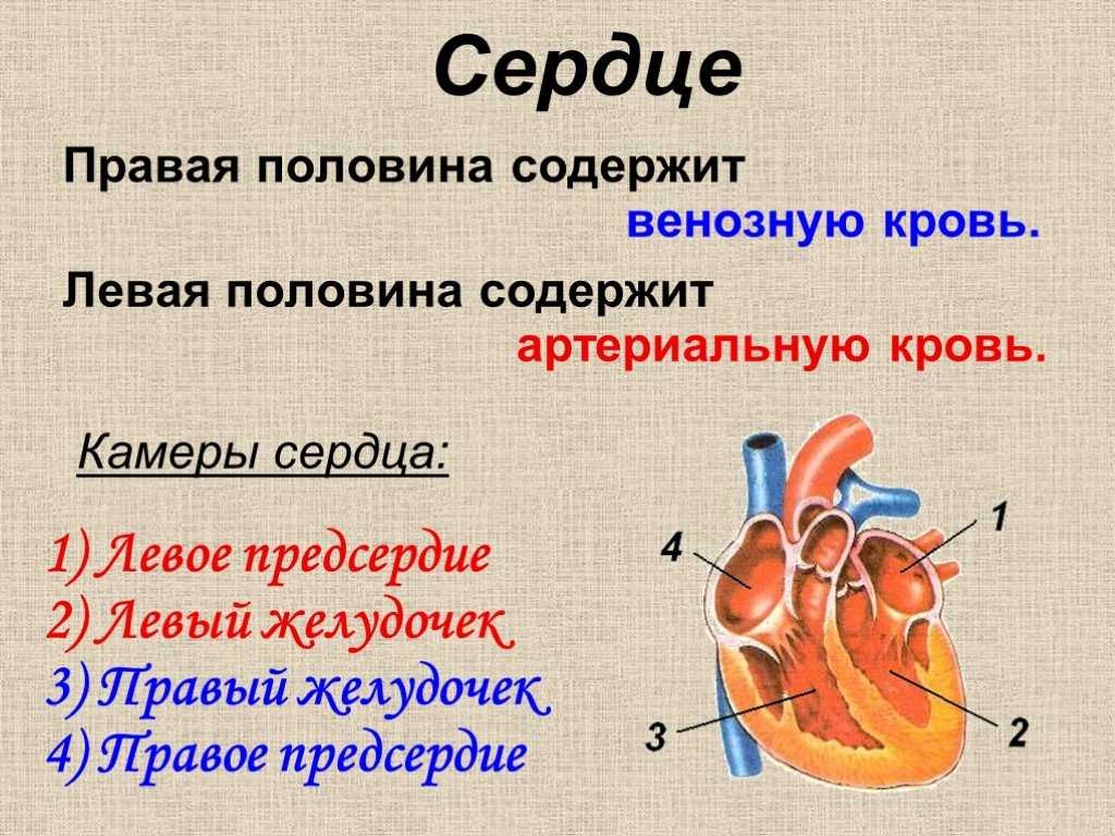 Заканчивается в правом предсердии. Строение сердца и функции схема. Строение сердца 3 класс окружающий мир. Строение сердца человека биология. Строение сердца структуры и функции.