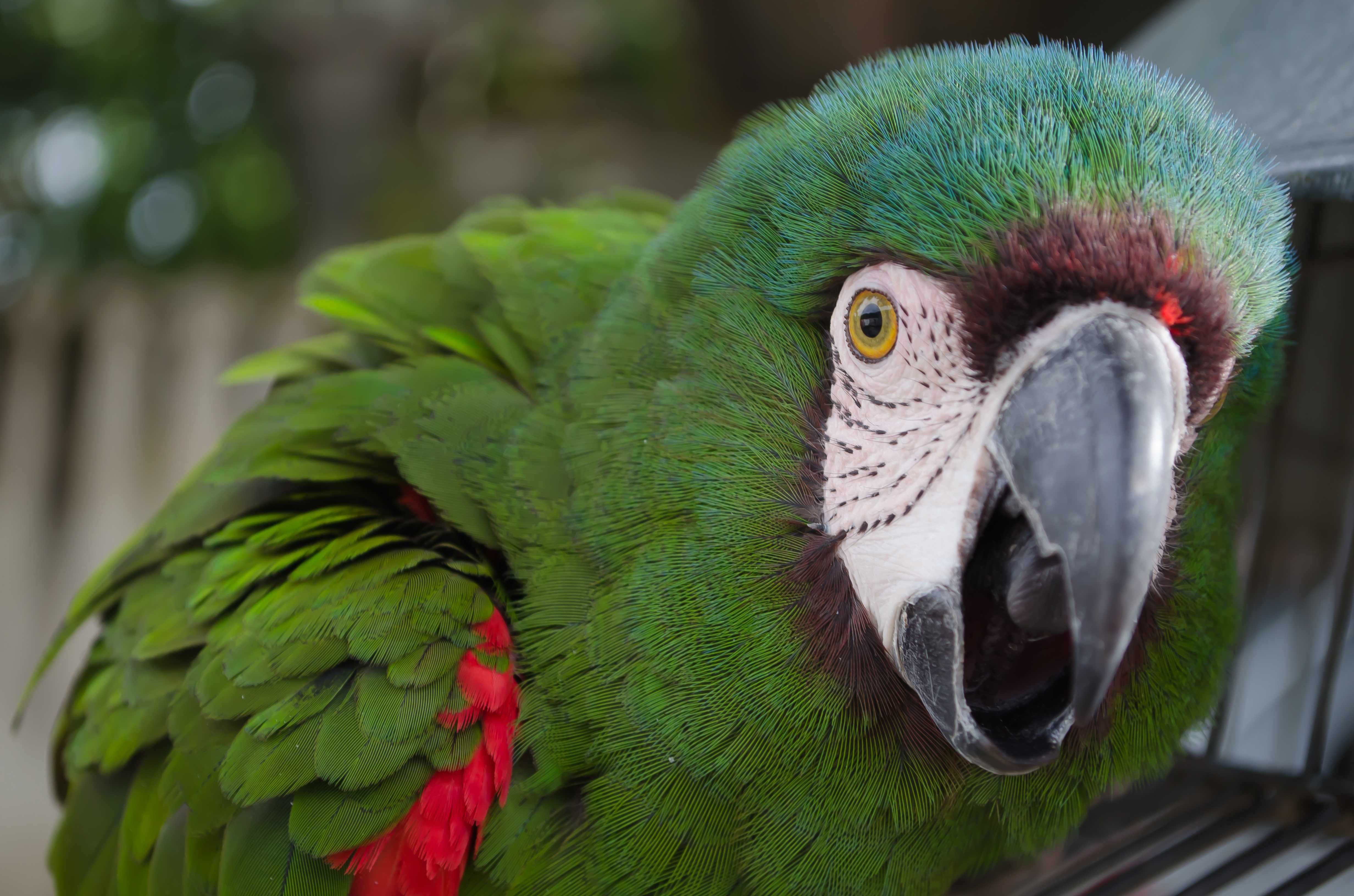 Попугаи разговоры слушать. Попугай жако зеленый. Попугай ара. Попугай Кеа. Говорящий попугай ара.