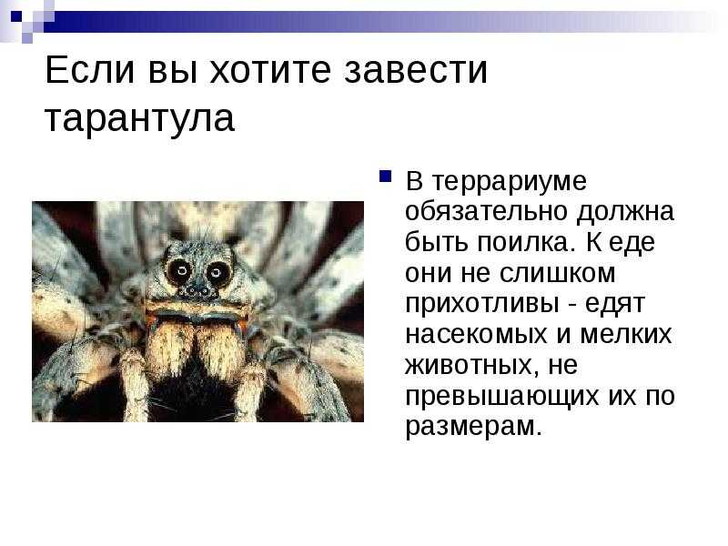 Сообщение о пауках. Доклад о пауке Тарантуле. Доклад про паука тарантула 3 класс. Паук Тарантул сообщение 3 класс окружающий. Презентация на тему паук Тарантул.