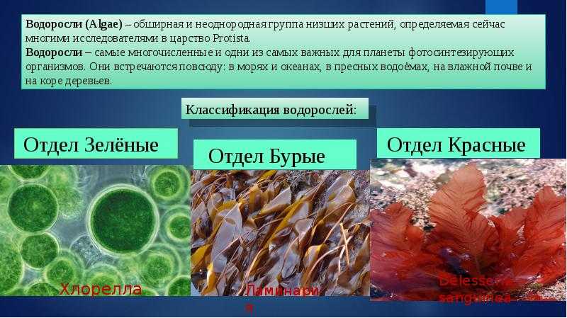 Водоросли расположенные среди гиф. Классификация и строение водорослей. Таблица по водорослям классификация.