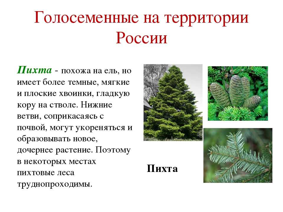 Доклад хвойные растения сообщение 2, 5, 6 класс