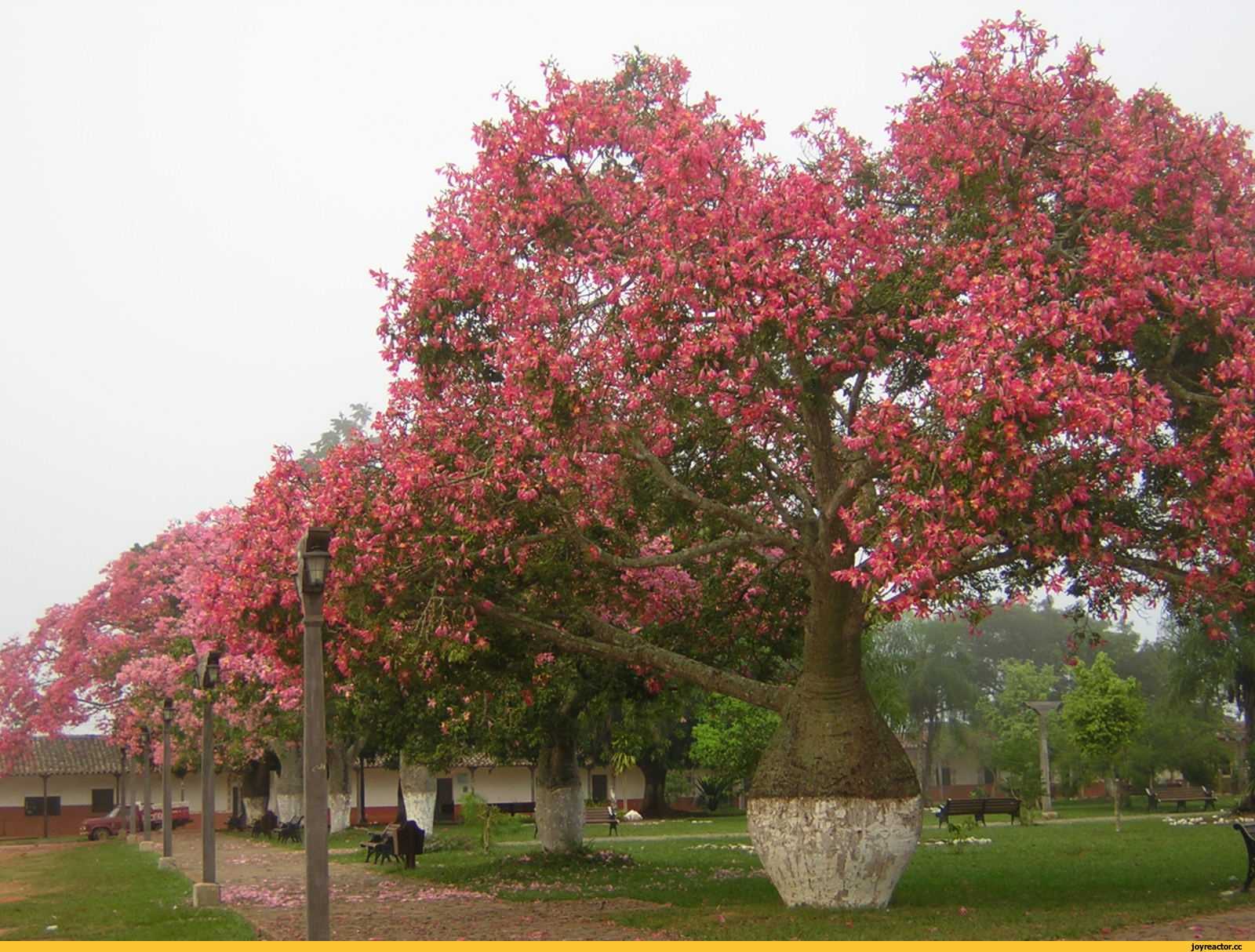 Где баобабы розовый. Брахихитон разнолистный. Брахихитон дерево. Брахихитон наскальный. Бутылочное дерево (брахихитон наскальный).