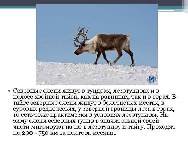 Северный олень в красной книге россии - где обитает, чем питается