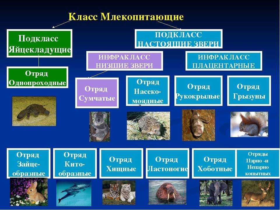 Схема многообразия животных