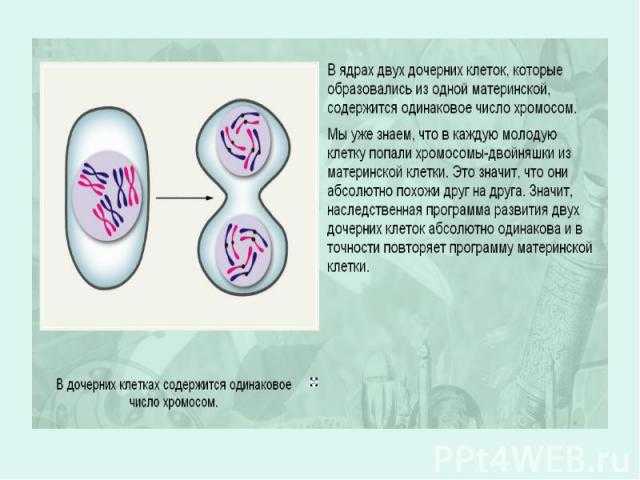 Скорость деления клетки