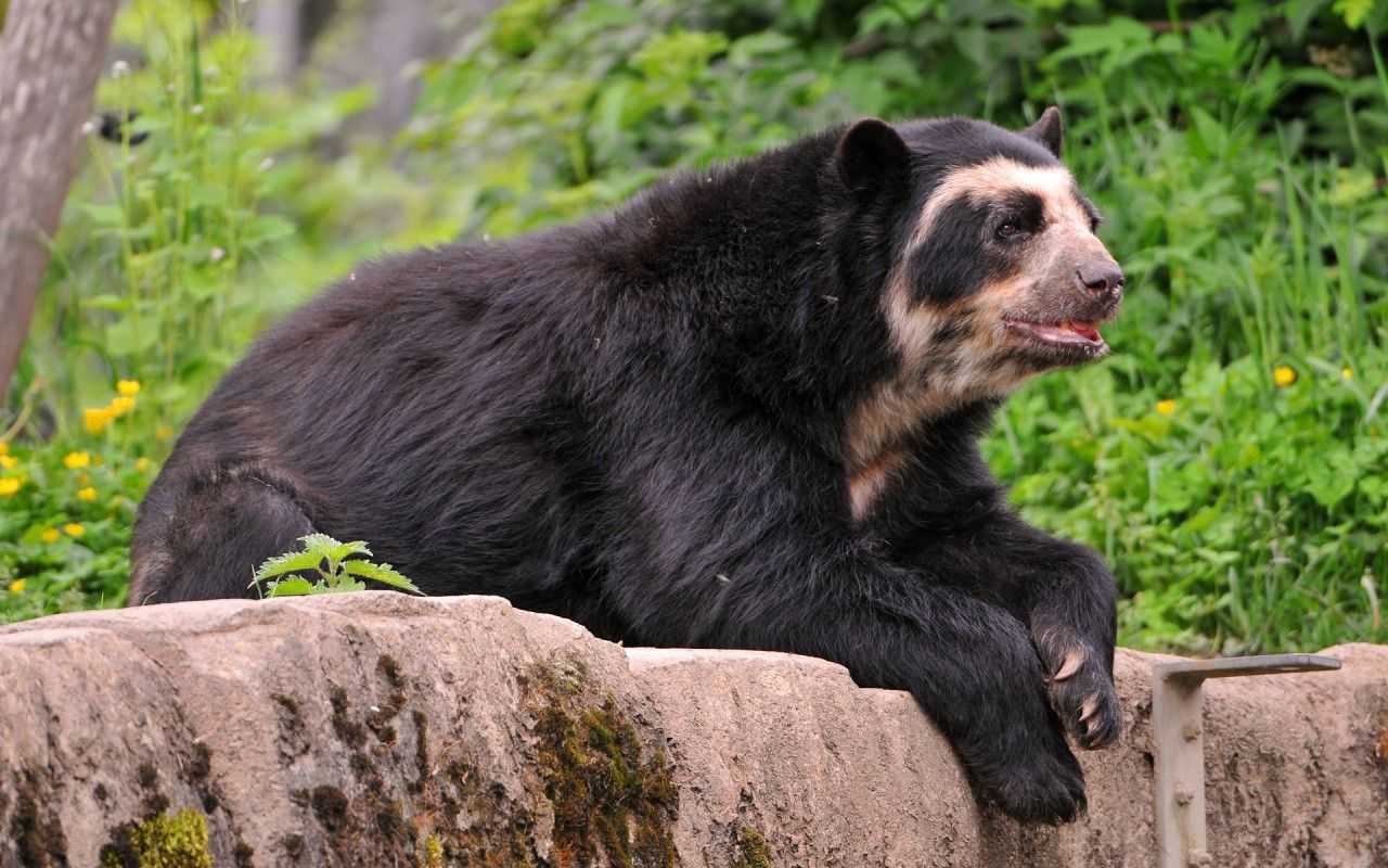 Реликтовый очковый медведь Аргентина
