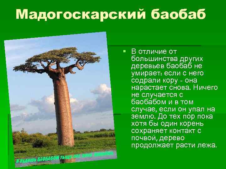 Для какой природной зоны характерно дерево баобаб. Продолжительность жизни деревьев баобаб. Сейба баобаб дерево.