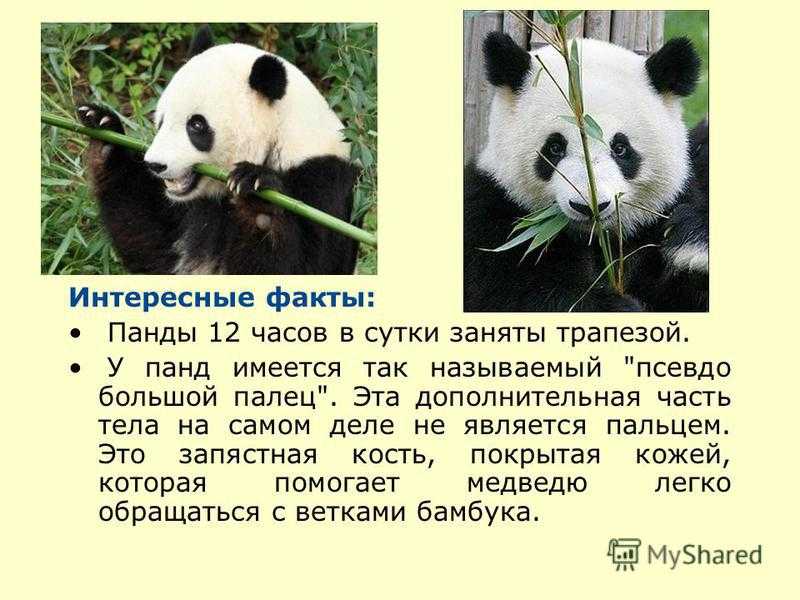 Panda уменьшить фото