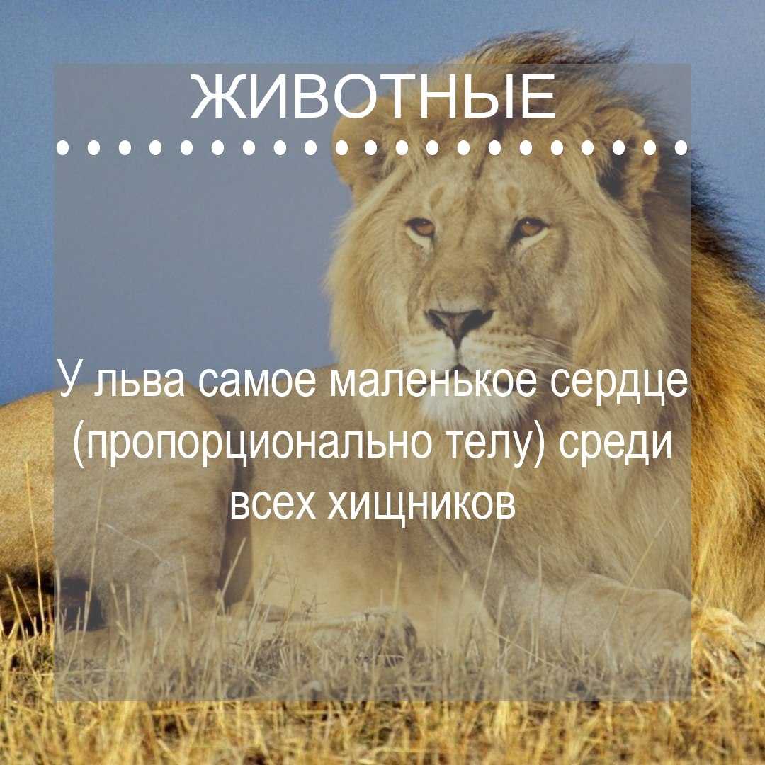 Факты о львах