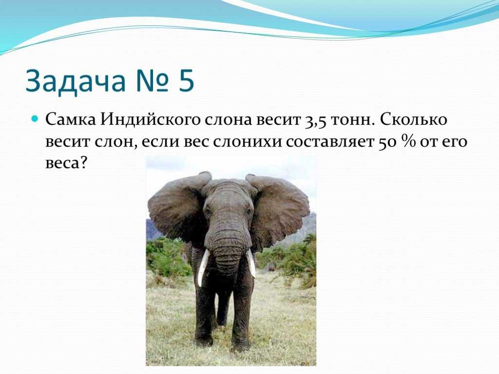 Вес 5 слонов