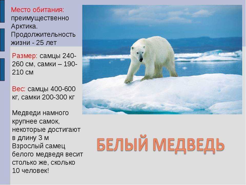 Белый факты. Белый медведь условия среды обитания. Ареал обитания белого медведя Арктика. Место обитания белого медведя. Обитание белых медведей.