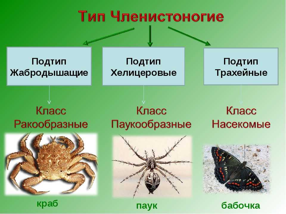 Признаки типа паукообразные. Chelicerata хелицеровые. Членистоногие ракообразные паукообразные насекомые. Таблица Членистоногие ракообразные паукообразные насекомые. Характеристика ракообразных паукообразных и насекомых.