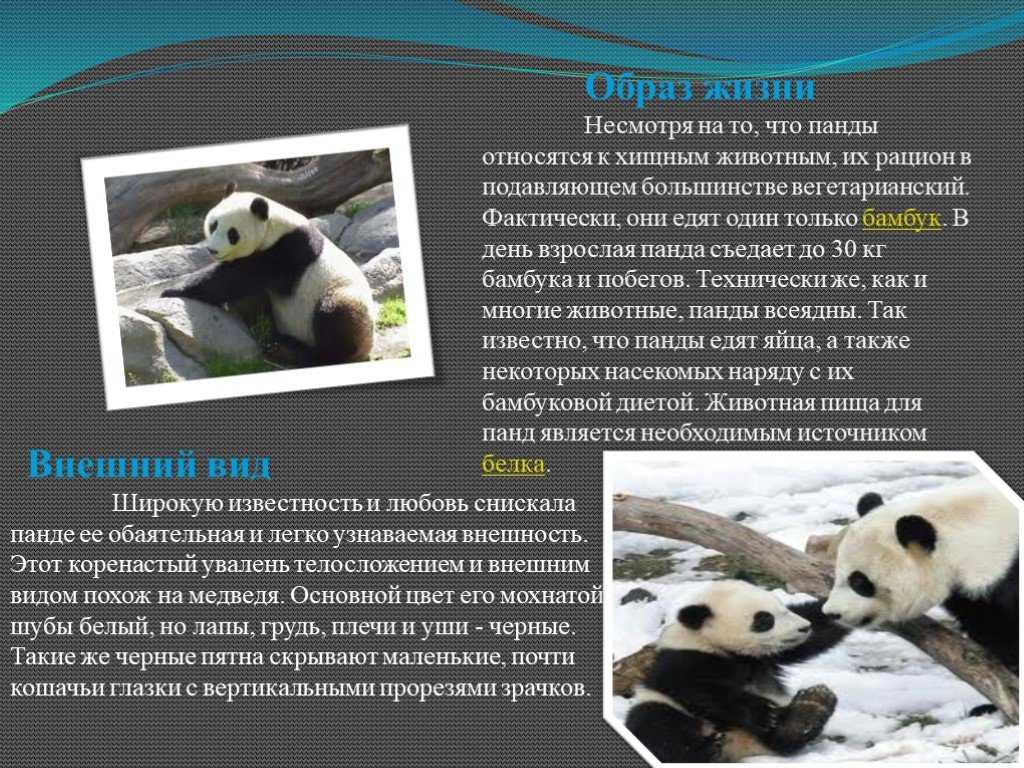 Как выглядит панда: описание, характеристика и фото животного