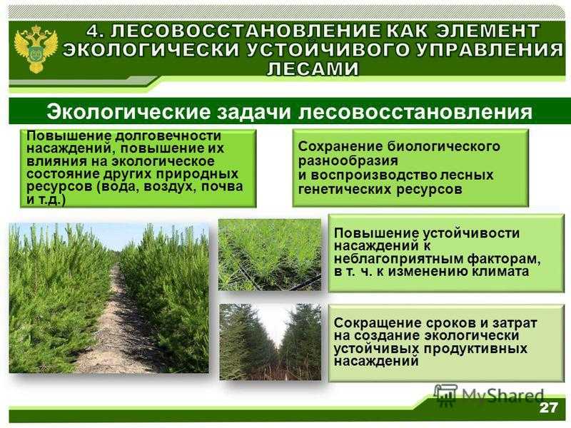Использование охрана и восстановление природных ресурсов. Методы восстановления лесов. Методы лесовосстановления и лесоразведения. Экологическое состояние лесов. Презентация по лесовосстановлению.