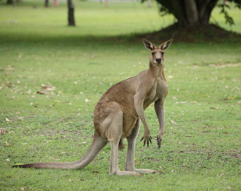 Кенгуру видео. Macropus giganteus. Гигантский сумчатый кенгуру. Гигантские кенгуру в Австралии. Кенгуру Macropus.