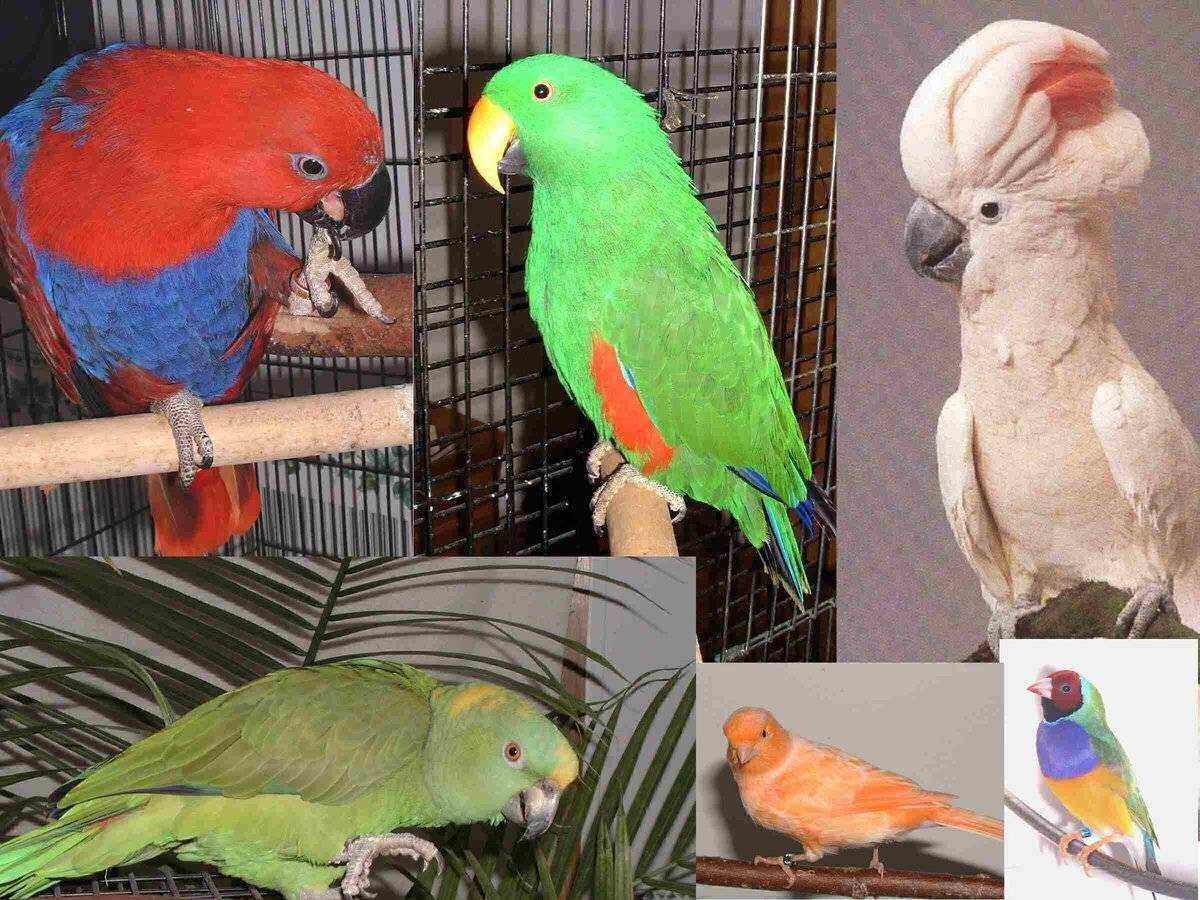 Говорящие попугаи в домашних условиях. Индийский кольчатый попугай. Попугай в квартире. Самые дешевые попугаи. Породы попугаев домашних.
