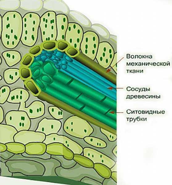 На рисунке изображено строение листа под цифрой 1 изображено