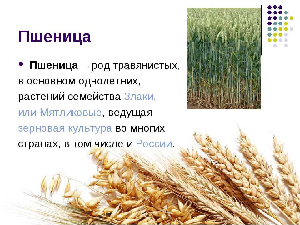 Пшеница группа организмов. Сообщение о пшенице. Культурные растения зерновые культуры. Описание пшеницы. Культурные растения пшеница.