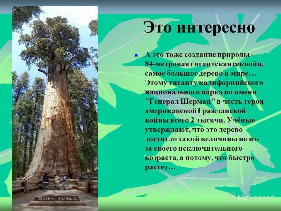 Сообщение в мире интересного. Самое большое дерево в мире Секвойя. Интересные факты о деревьях. Самые необычные деревья в мире презентация. Эвкалипт самое высокое дерево в мире.