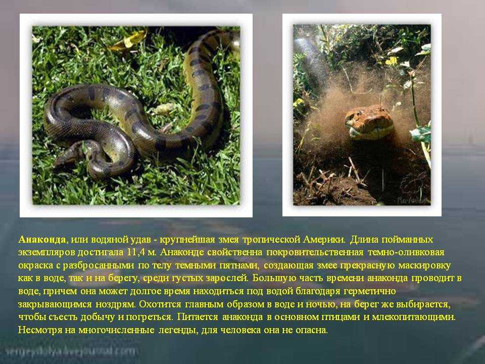 Почему анаконда. Сообщение про анаконду из Южной Америки. Анаконда змея Южная Америка. Анаконда змея информация. Анаконда змея интересные факты.
