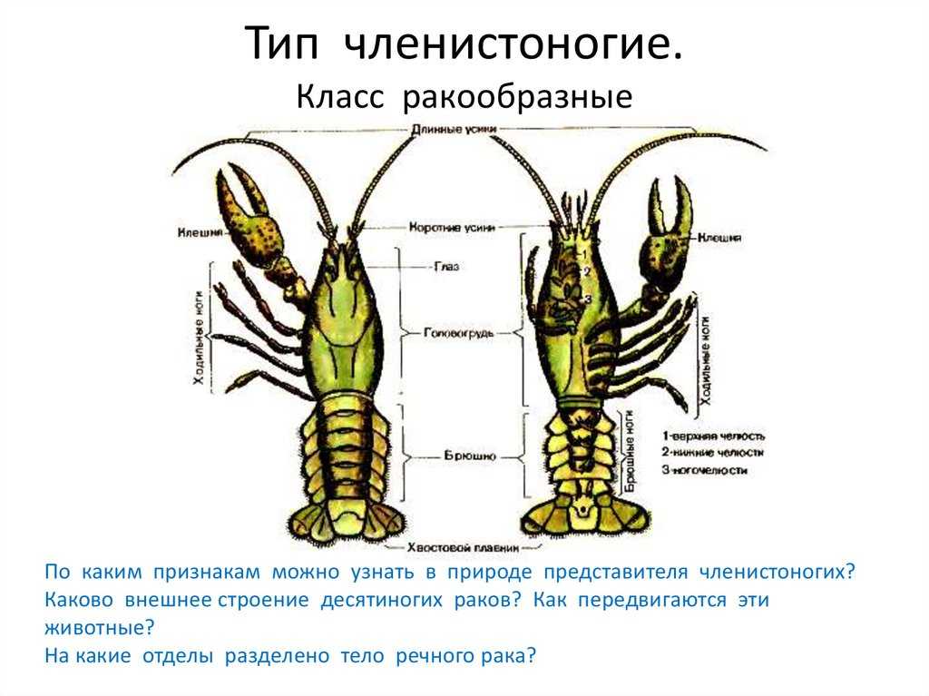 Презентация по биологии 7 класс тип членистоногие класс ракообразные