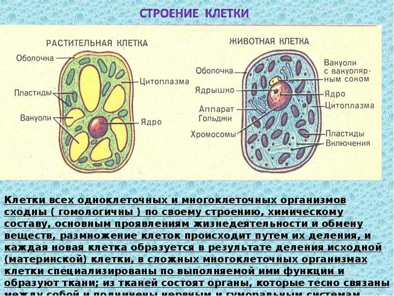 Презентация строение растительной клетки 5 класс