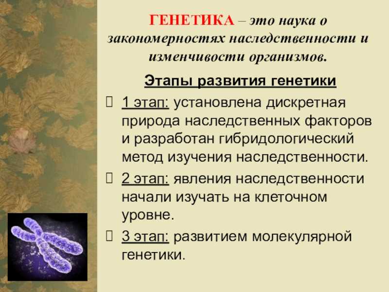 Презентация на тему генетика